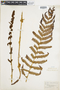 Ferns From Past to Present, funded by the Institute of Museum and Library Services (Award No. MA-30-13-0544-13).