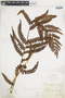 Ferns From Past to Present, funded by the Institute of Museum and Library Services (Award No. MA-30-13-0544-13).