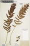 Ferns From Past to Present, funded by the Institute of Museum and Library Services (Award No. MA-30-13-0544-13).