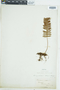 Ferns From Past to Present, funded by the Institute of Museum and Library Services (Award No. MA-30-13-0544-13).