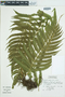 Ferns From Past to Present, funded by the Institute of Museum and Library Services (Award No. MA-30-13-0544-13).
