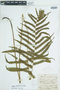 Ferns From Past to Present, funded by the Institute of Museum and Library Services (Award No. MA-30-13-0544-13).