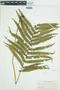 Ferns From Past to Present, funded by the Institute of Museum and Library Services (Award No. MA-30-13-0544-13).