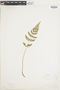 Ferns From Past to Present, funded by the Institute of Museum and Library Services (Award No. MA-30-13-0544-13).