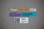 3048373 Stenus unicus HT labels IN