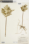 Ferns From Past to Present, funded by the Institute of Museum and Library Services (Award No. MA-30-13-0544-13).