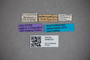3048375 Stenus utzungweanus HT labels IN