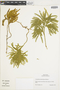 Ferns From Past to Present, funded by the Institute of Museum and Library Services (Award No. MA-30-13-0544-13).