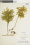Ferns From Past to Present, funded by the Institute of Museum and Library Services (Award No. MA-30-13-0544-13).