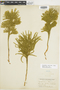 Ferns From Past to Present, funded by the Institute of Museum and Library Services (Award No. MA-30-13-0544-13).