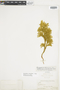 Ferns From Past to Present, funded by the Institute of Museum and Library Services (Award No. MA-30-13-0544-13).