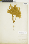 Ferns From Past to Present, funded by the Institute of Museum and Library Services (Award No. MA-30-13-0544-13).