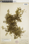 Ferns From Past to Present, funded by the Institute of Museum and Library Services (Award No. MA-30-13-0544-13).