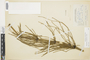 Ferns From Past to Present, funded by the Institute of Museum and Library Services (Award No. MA-30-13-0544-13).
