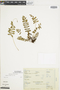 Ferns From Past to Present, funded by the Institute of Museum and Library Services (Award No. MA-30-13-0544-13).