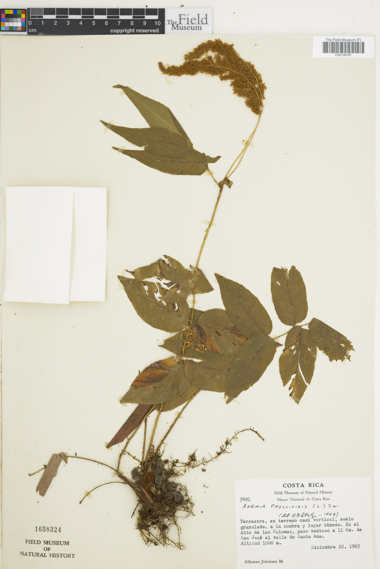 Schizaeaceae image