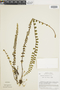 Ferns From Past to Present, funded by the Institute of Museum and Library Services (Award No. MA-30-13-0544-13).