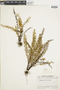 Ferns From Past to Present, funded by the Institute of Museum and Library Services (Award No. MA-30-13-0544-13).