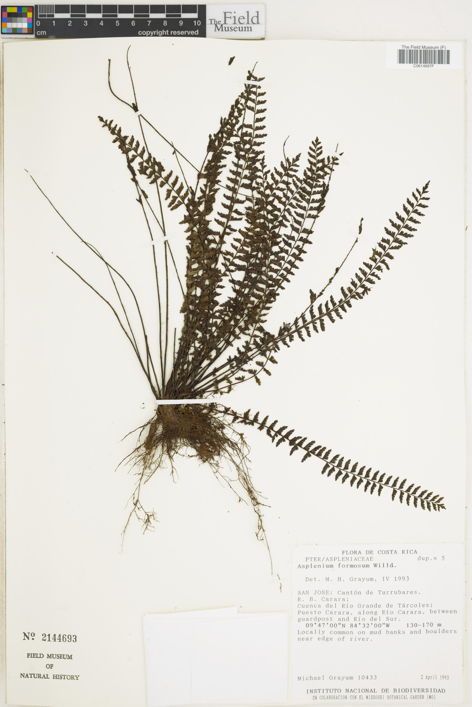 Asplenium formosum image