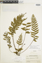 Ferns From Past to Present, funded by the Institute of Museum and Library Services (Award No. MA-30-13-0544-13).