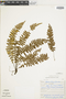 Ferns From Past to Present, funded by the Institute of Museum and Library Services (Award No. MA-30-13-0544-13).