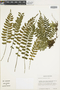 Ferns From Past to Present, funded by the Institute of Museum and Library Services (Award No. MA-30-13-0544-13).