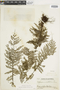 Ferns From Past to Present, funded by the Institute of Museum and Library Services (Award No. MA-30-13-0544-13).