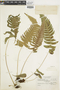 Ferns From Past to Present, funded by the Institute of Museum and Library Services (Award No. MA-30-13-0544-13).
