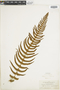 Ferns From Past to Present, funded by the Institute of Museum and Library Services (Award No. MA-30-13-0544-13).