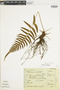 Ferns From Past to Present, funded by the Institute of Museum and Library Services (Award No. MA-30-13-0544-13).