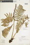 Blechnum sessilifolium image