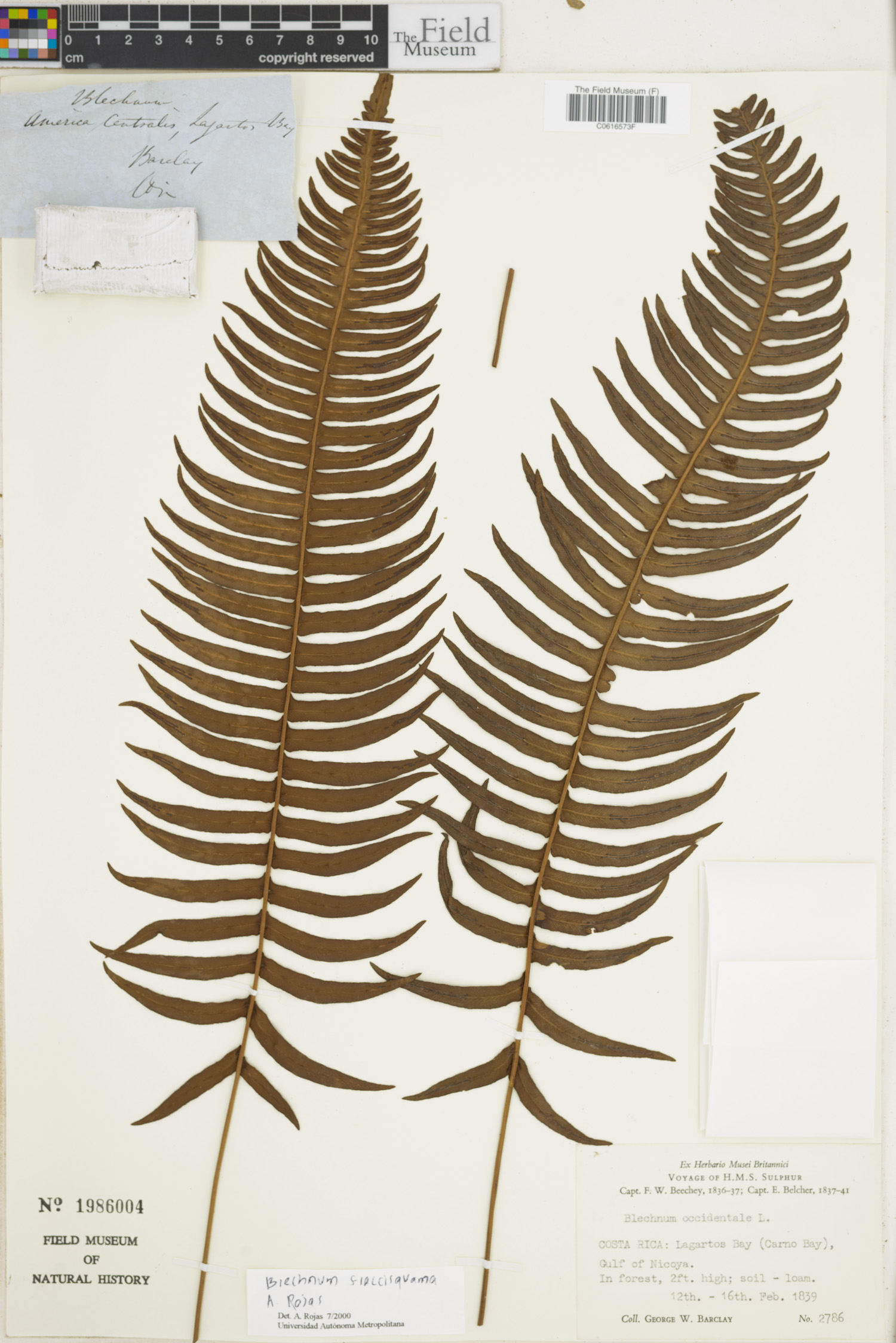 Blechnum sessilifolium image