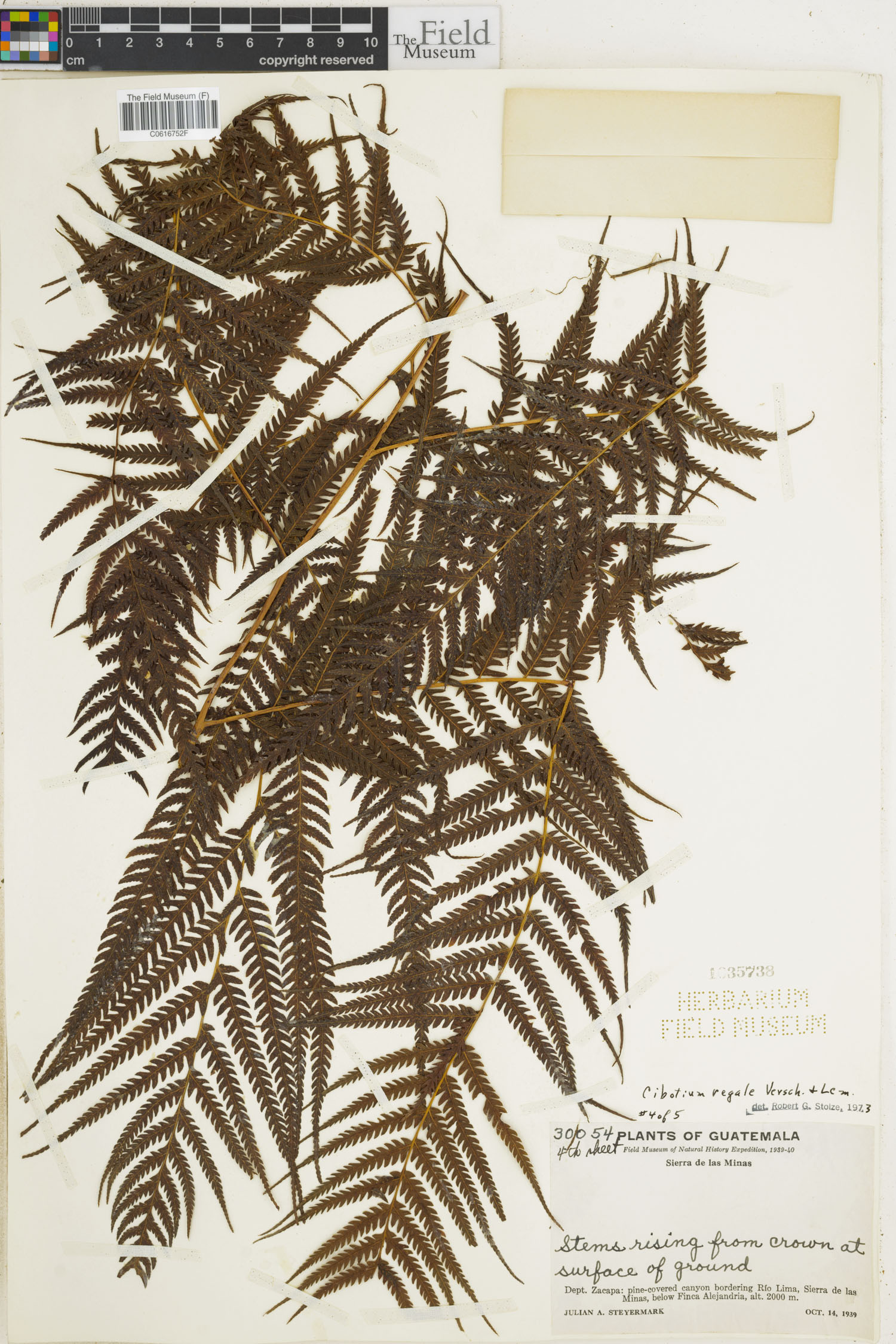 Cibotiaceae image