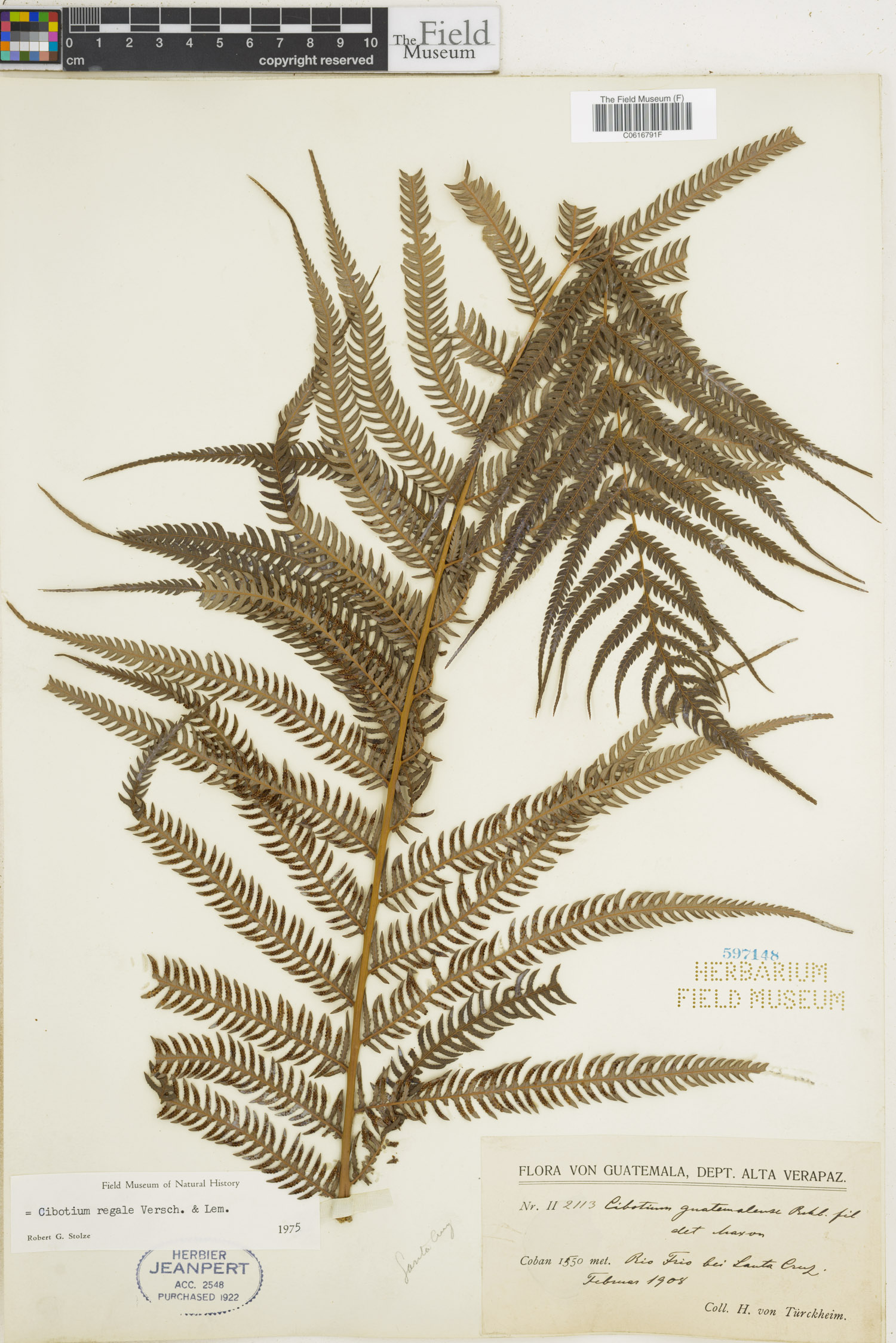 Cibotiaceae image