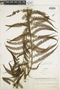 Cibotium regale image