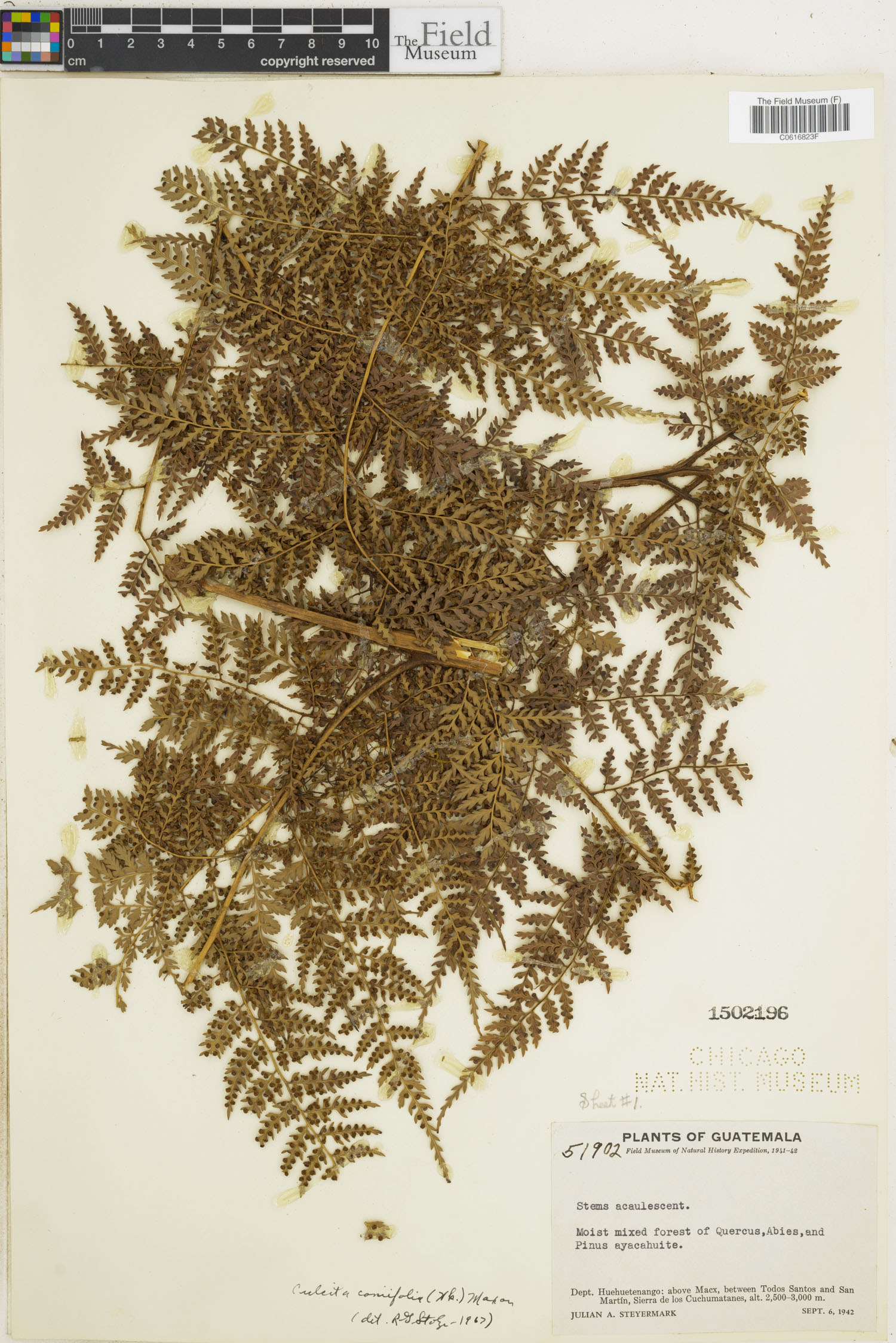 Culcitaceae image