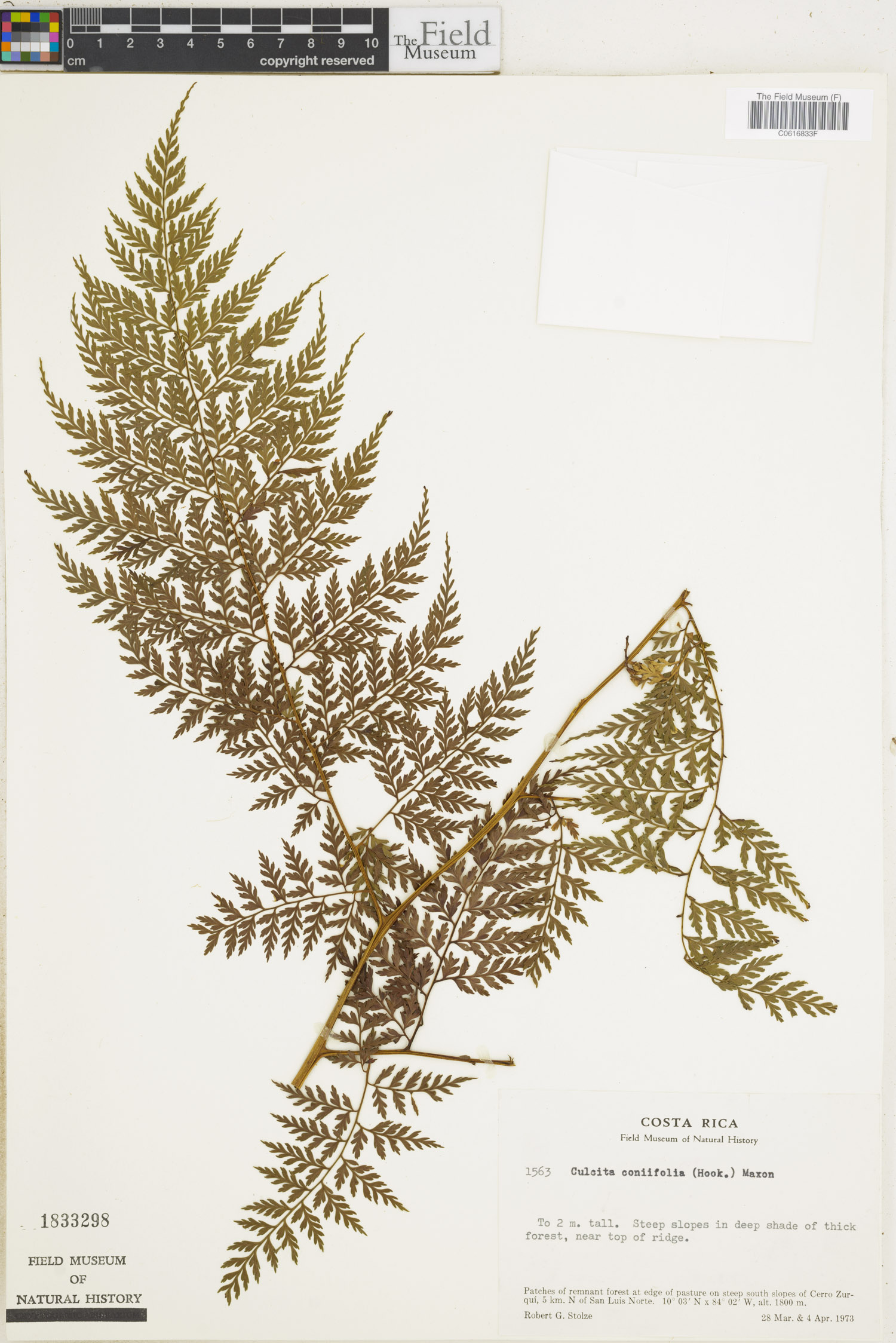 Dicksoniaceae image