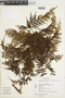 Culcita coniifolia image