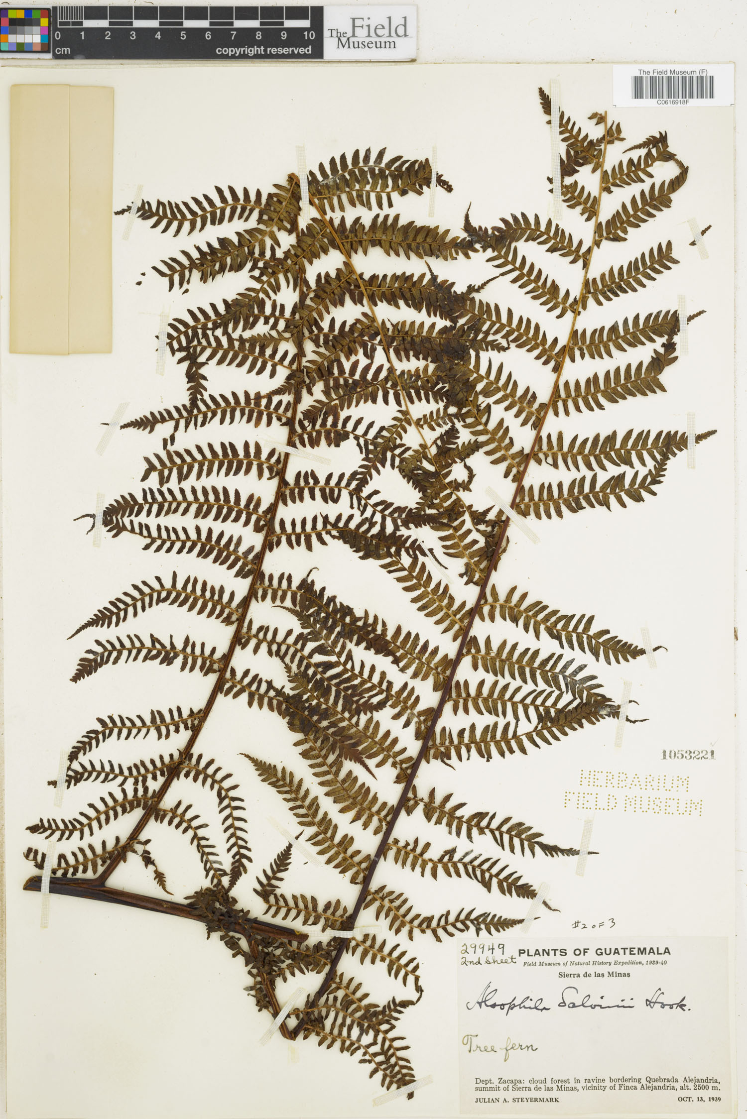 Cyatheaceae image