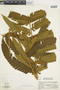 Cyathea choricarpa image