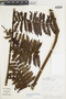 Cyathea multiflora image