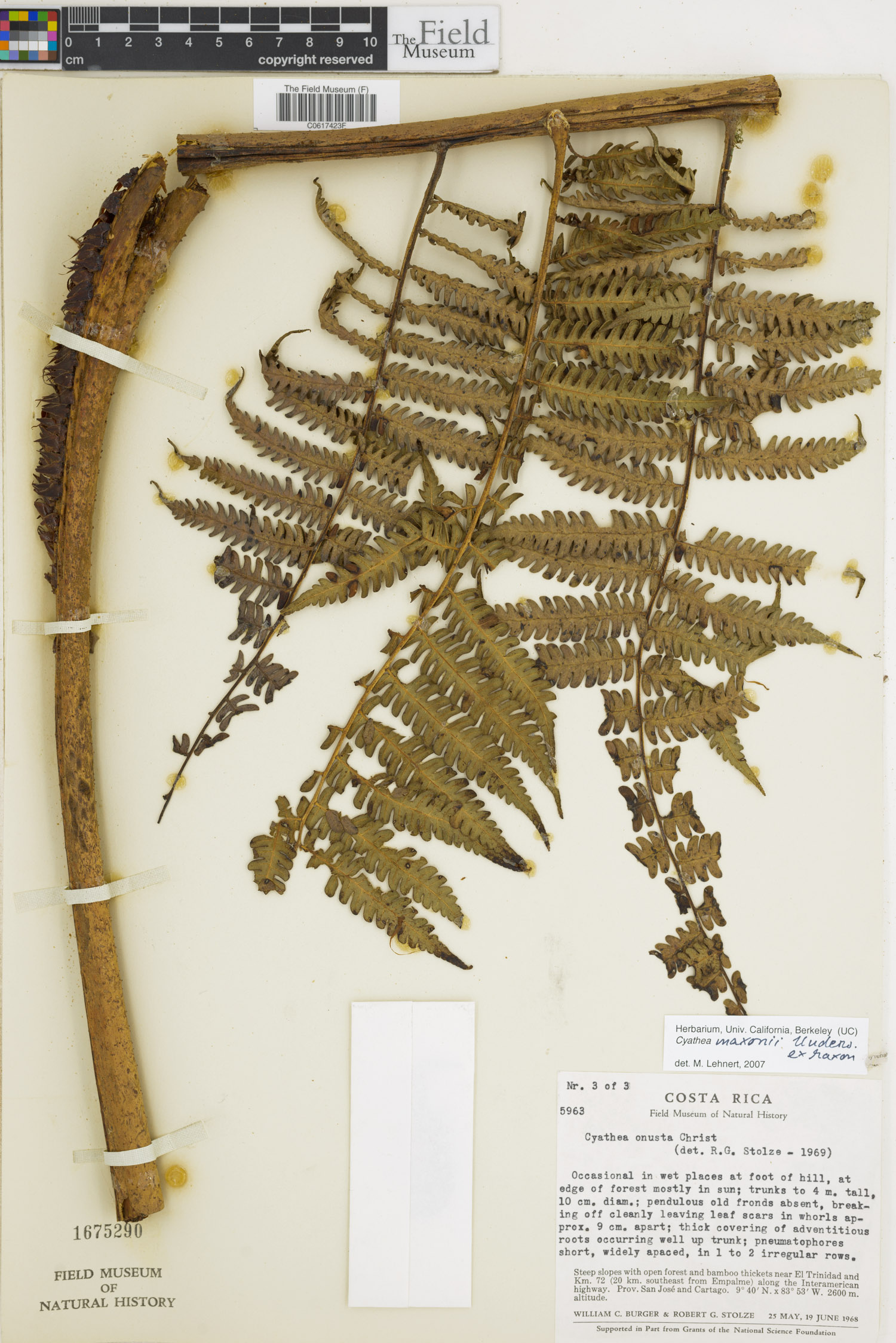 Cyathea chimborazensis var. maxonii image