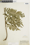 Ferns From Past to Present, funded by the Institute of Museum and Library Services (Award No. MA-30-13-0544-13).