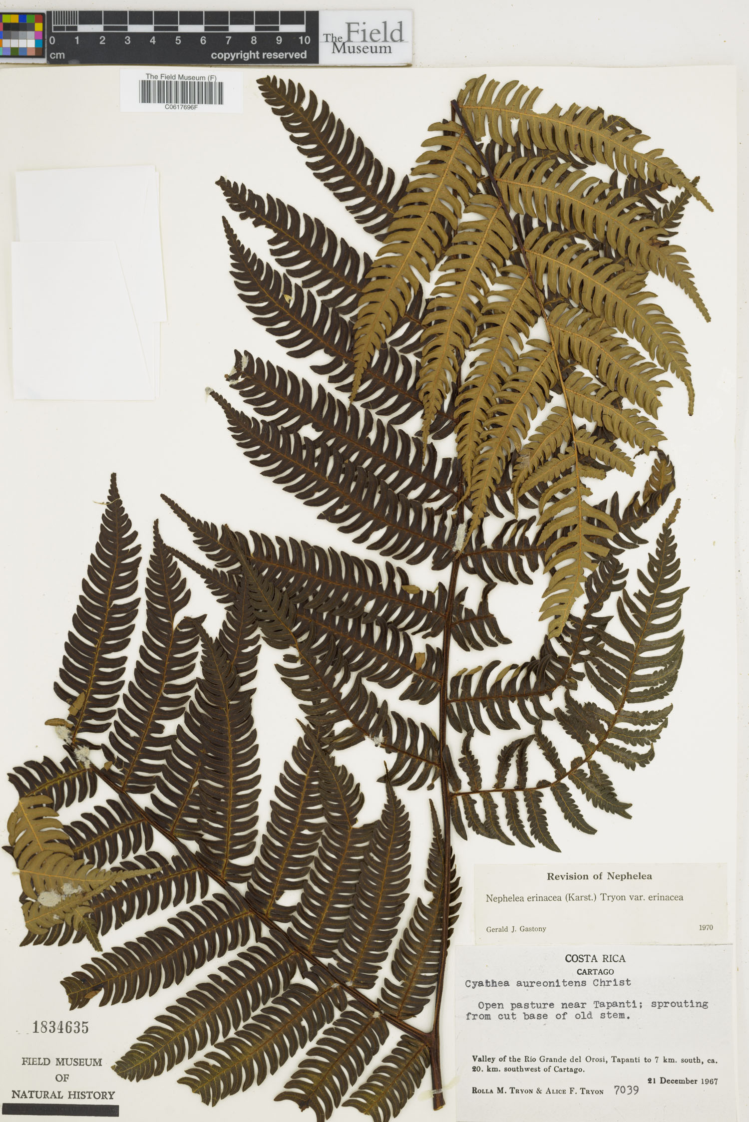 Alsophila erinacea image