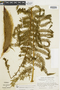 Sphaeropteris brunei image