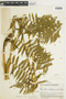 Ferns From Past to Present, funded by the Institute of Museum and Library Services (Award No. MA-30-13-0544-13).