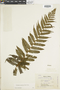 Ferns From Past to Present, funded by the Institute of Museum and Library Services (Award No. MA-30-13-0544-13).