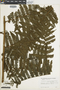 Cyathea bicrenata image
