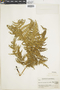 Pteridium aquilinum subsp. feei image