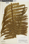 Ferns From Past to Present, funded by the Institute of Museum and Library Services (Award No. MA-30-13-0544-13).